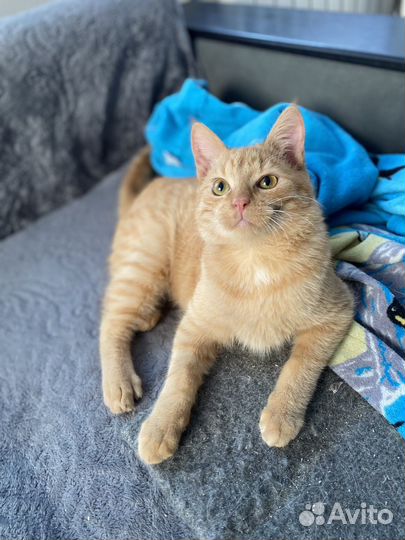 Котенок Лаки