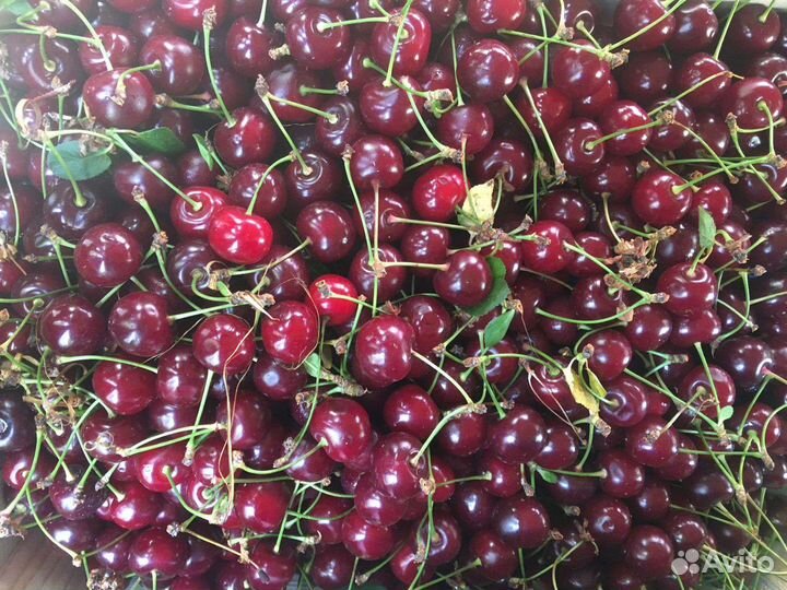 Виктория Садовая Мариэль