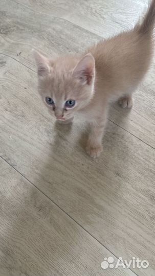 Котята дворовые