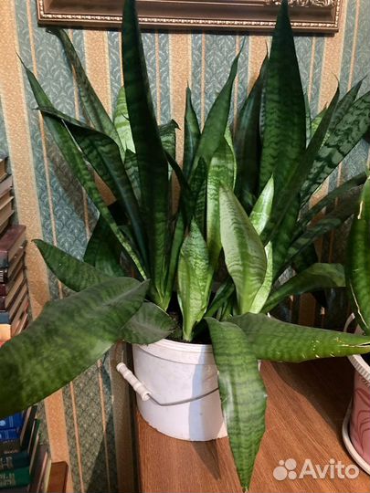 Сансевиерия / щучий хвост/ тёщин язык