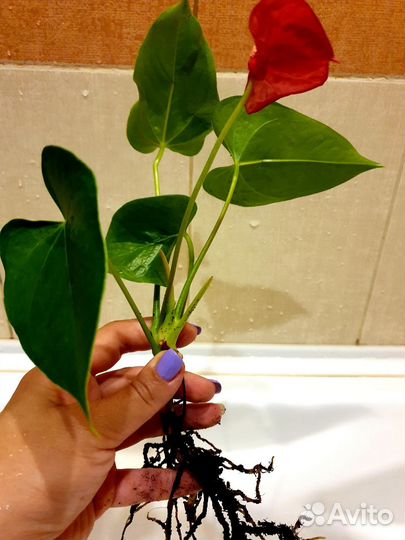 Антуриум Андре