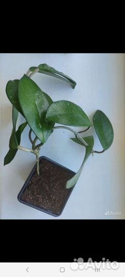 Хойя карноза, хойя виола, хойя merrillii,кентиана