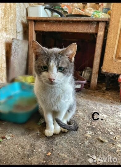 Кошки ищут дом