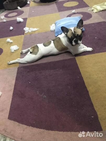 Вязка жених