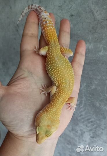 Эублефары самки