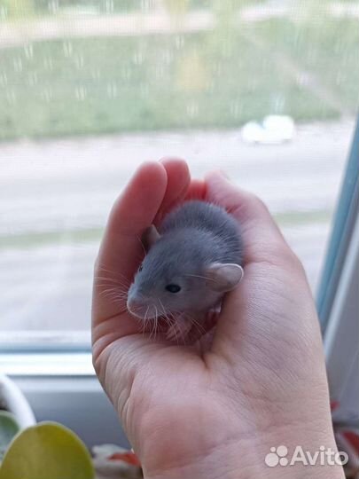 Декоративные крысы, сфинкс. Корм для грызунов