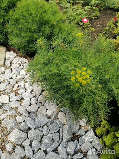 Многолетние садовые цветы