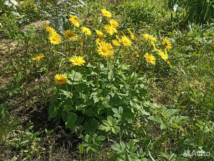 Эхинацея Хризантема Флоксы Яснотка Ромашка Герань