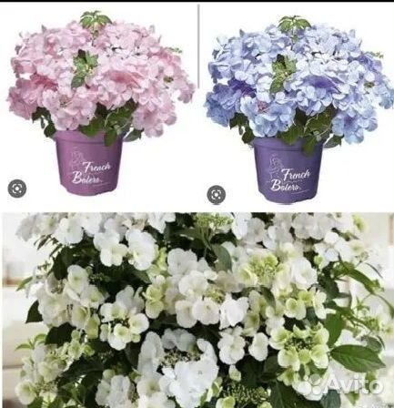 Гортензия ампельная Сбежавшая Невеста