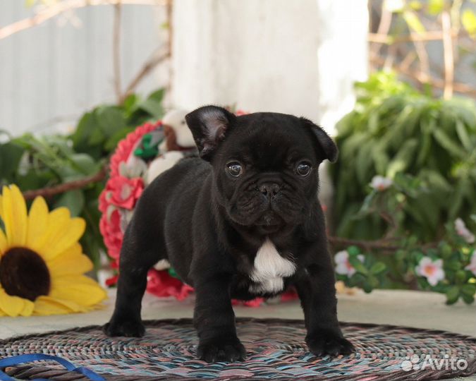 Щенки французского бульдога