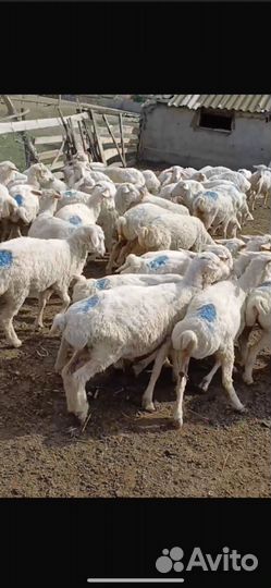 Овцы ярки