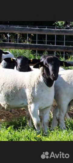 Ягнята дорпер, катум