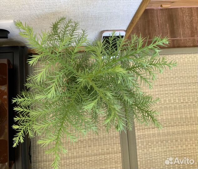 Криптомерия японская (видовая) из Японских семян