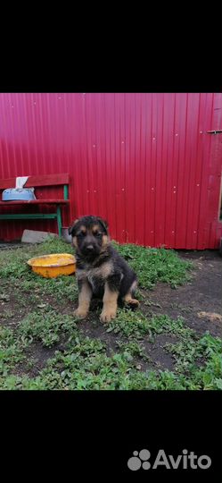 Щенки немецкой овчарки