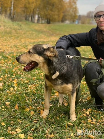Собака в добрые руки щенок