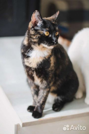 Кошка ищет дом