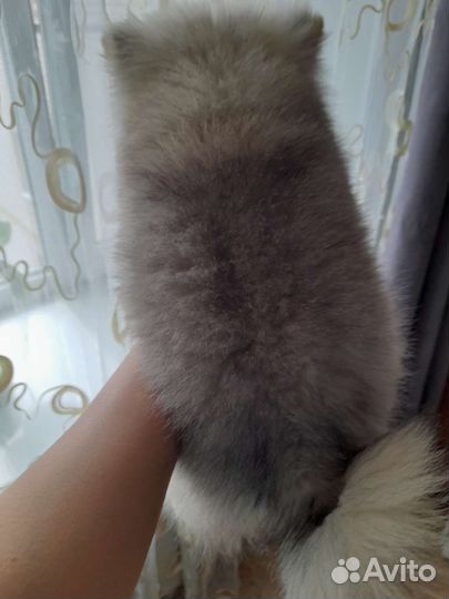 Померанский шпиц мини