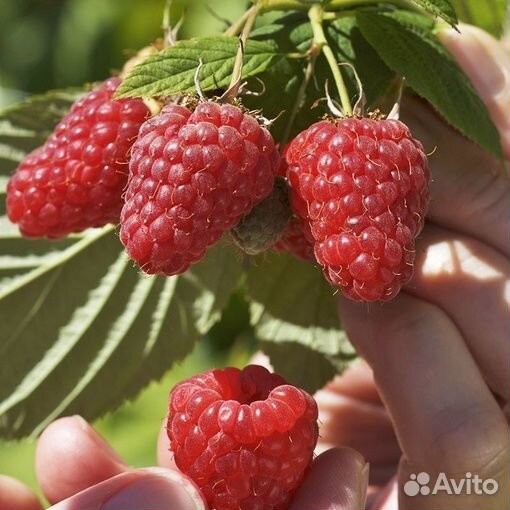 Саженцы малины бесшипной Исполин