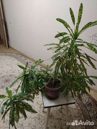 Кодиеум кротон