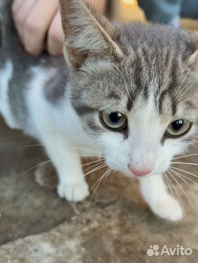 Котята в добрые руки бесплатно