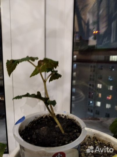 Комнатные растения