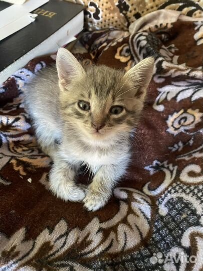 Котятки в добрые руки