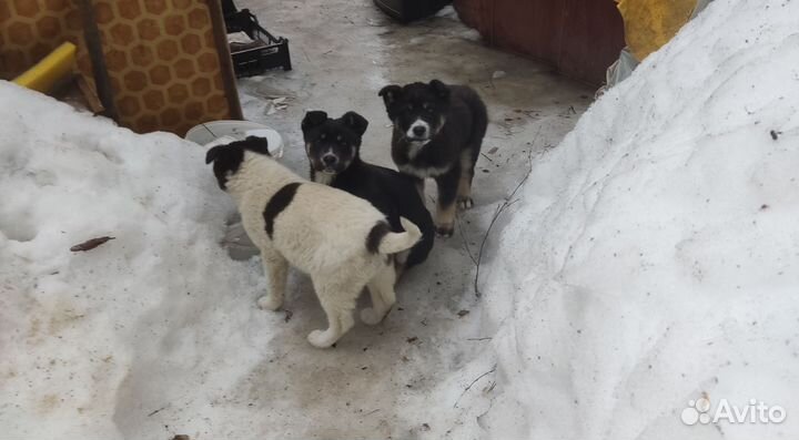 Собака алабай