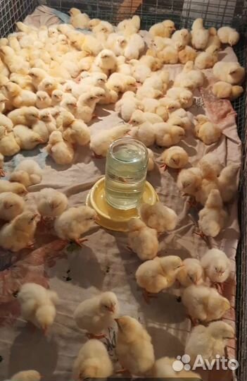 Бройлеры суточные. Предварительная запись