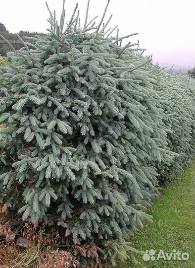 Настоящая Голубая ель. Иностранный. Еловые ветки д