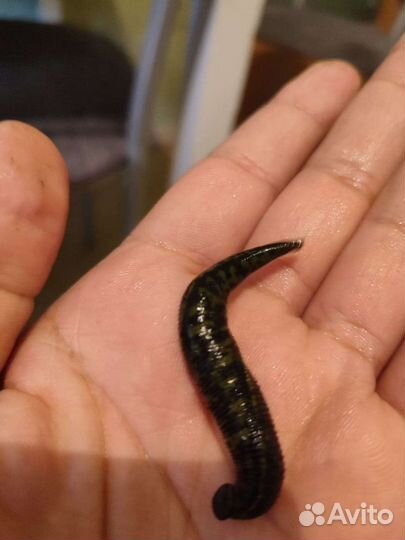 Восточные пиявки только круп опт