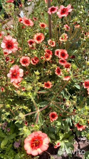 Многолетние цветы и кустарники