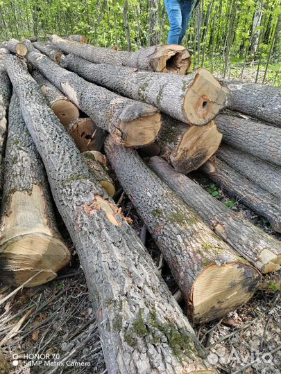 Дуб кругляк