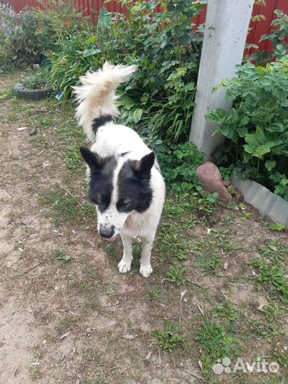 Умные сторожевые собаки Отличные друзья хозяев и и