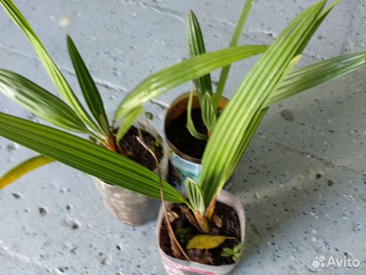 Пальма финиковая