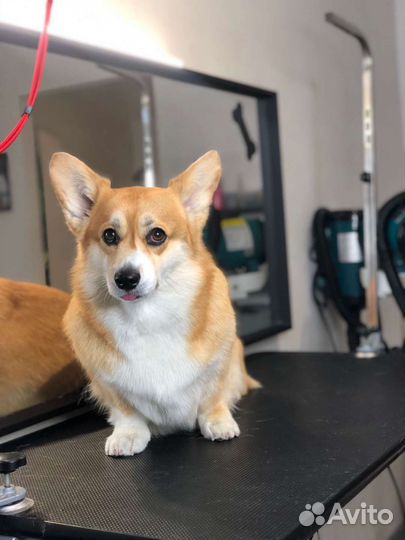 Груминг выезд на дом