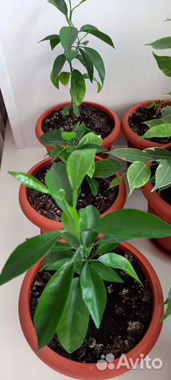 Цитрусовые