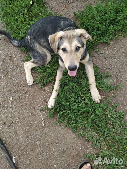 Бесплатно щенок мальчик