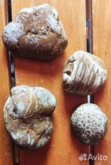 Окаменелость с отпечатком древних моллюсков