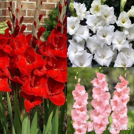 Гладиолусы