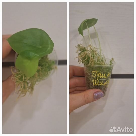 Алоказия Клипеолата Грин Шилд