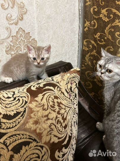 Шотландский прямоухий котик лиловый