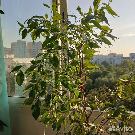 Фикус бенджамина большой