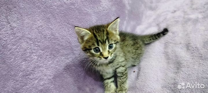 Котята белые