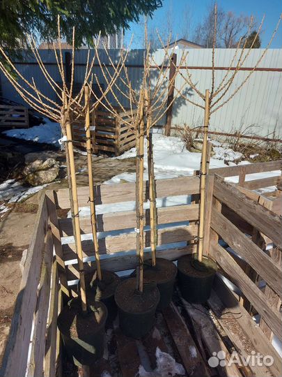 Лиственница европейская Корник на штамбе 90см