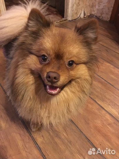 Немецкий шпиц вязка