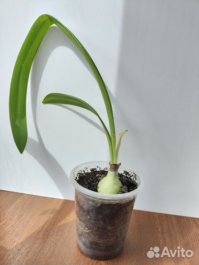 Гиппеаструм