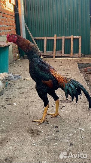 Бойцовые петухи