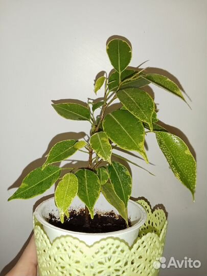 Фикус Бенджамина пестролистный