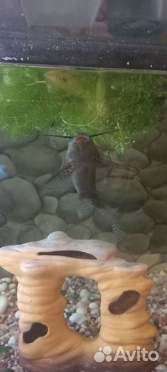 Синодонтис