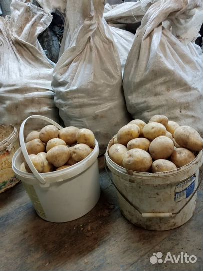 Продам картофель